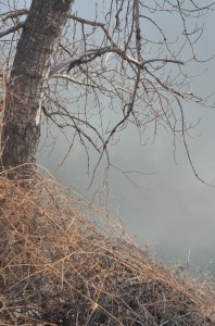 Ecofriendly picture books