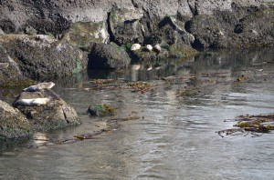 Seals basking in sunshine