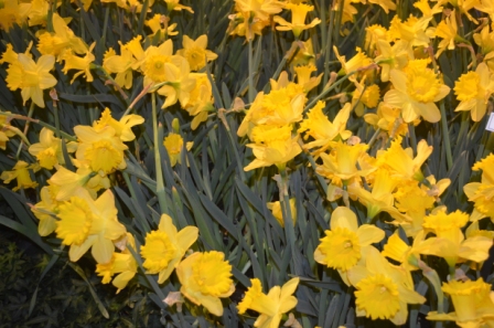 Easter and Springtime Printables