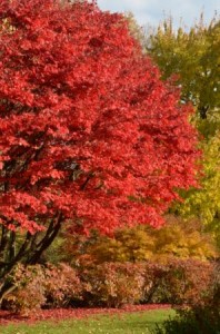 Fall compressed