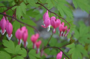 Gardening image of flowers