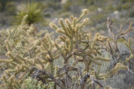 imagoe of a desert plant